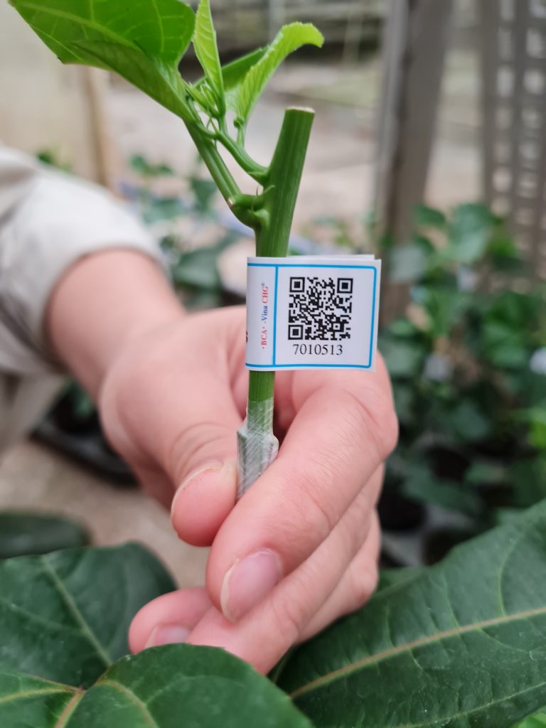 Chi tiết tem truy xuất nguồn gốc trên từng cây giống chanh leo Nafoods