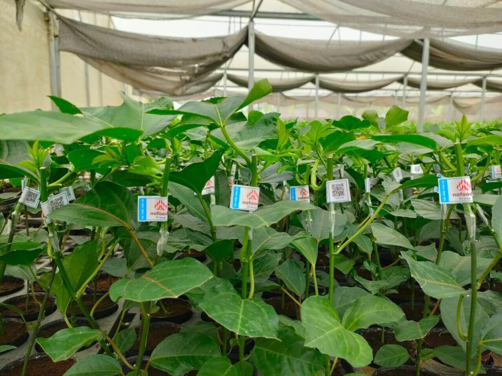 Chi tiết tem truy xuất nguồn gốc trên từng cây giống chanh leo Nafoods