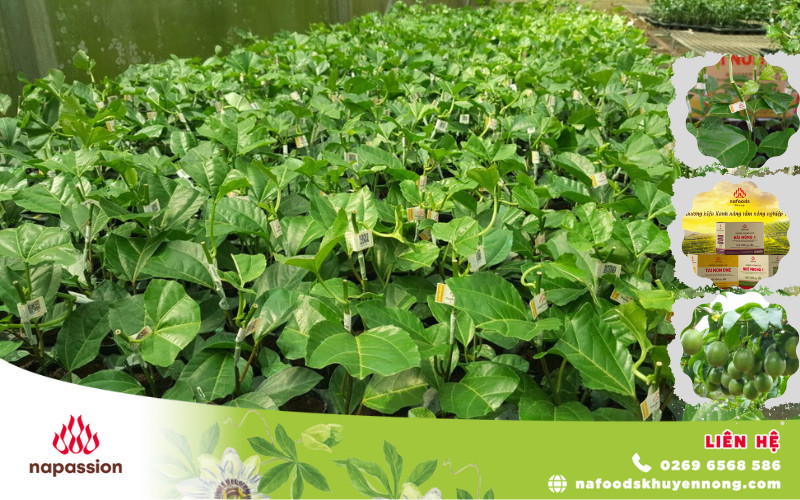 loi ich cong nghe truy xuat nguon goc tren cay chanh leo