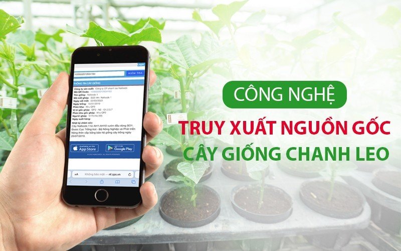loi ich cong nghe truy xuat nguon goc tren cay chanh leo