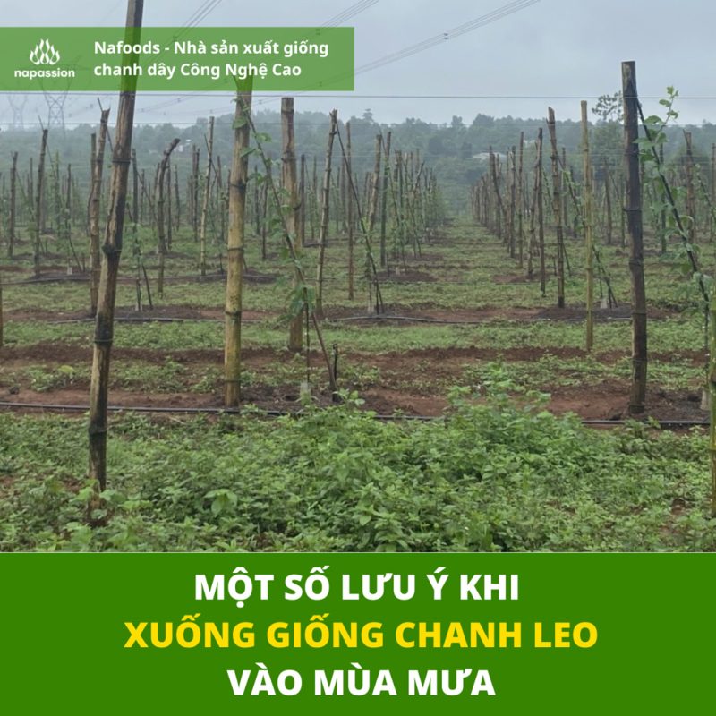 cham soc vuon chanh day vao mua mua
