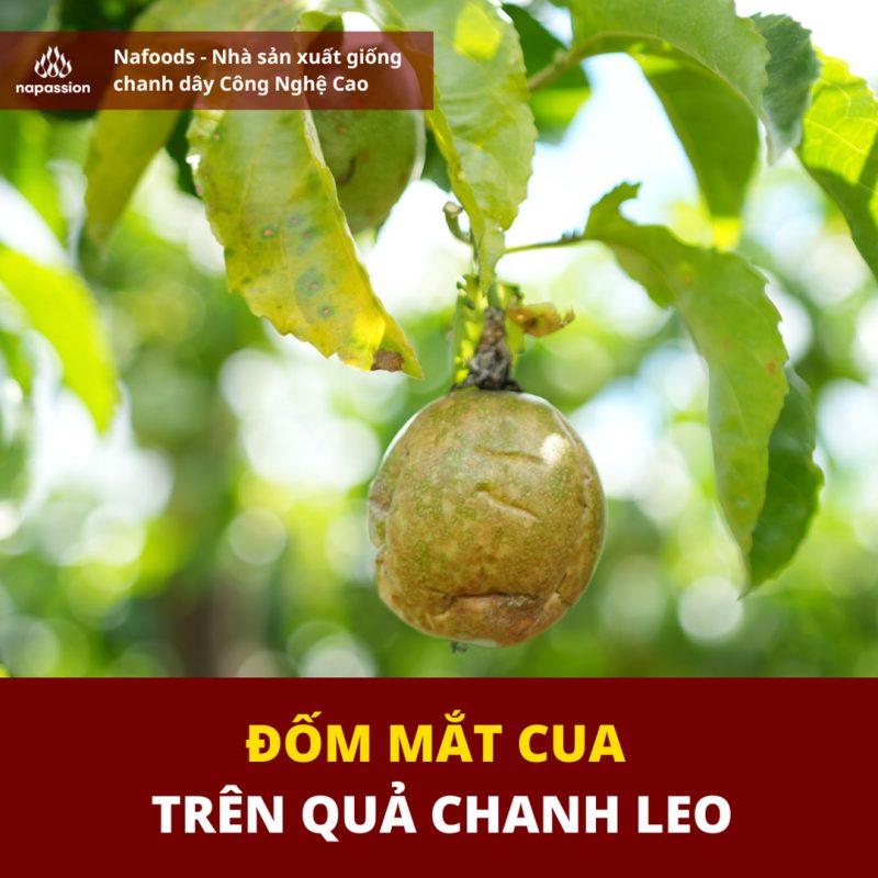 benh dom nau dom mat cua tren chanh day