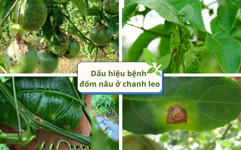 các dấu hiệu bệnh đốm nâu trên chanh leo