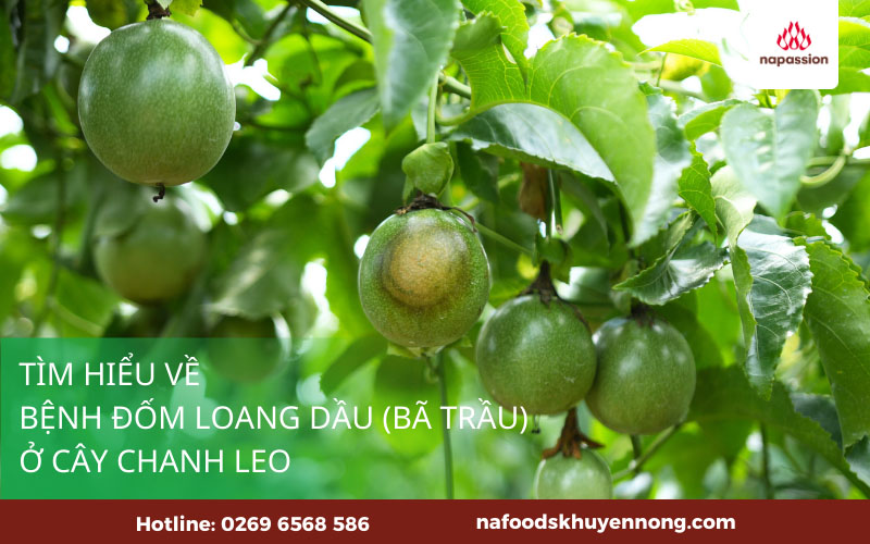 benh ba trau tren chanh day