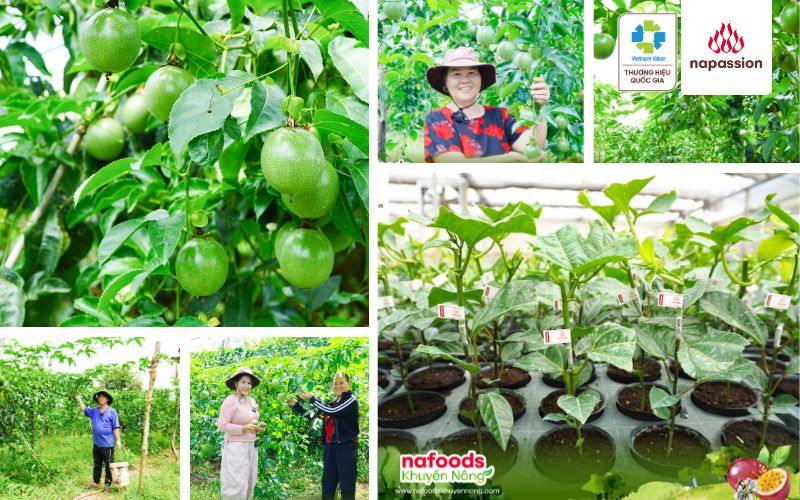 cây giống chanh leo nafoods chuẩn xuất âu