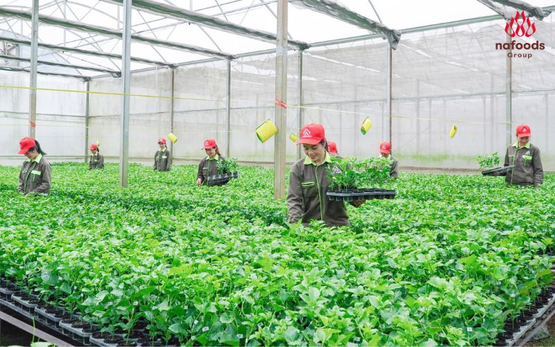 Hoạt động sản xuất tại viện giống chanh leo công nghệ cao nafoods