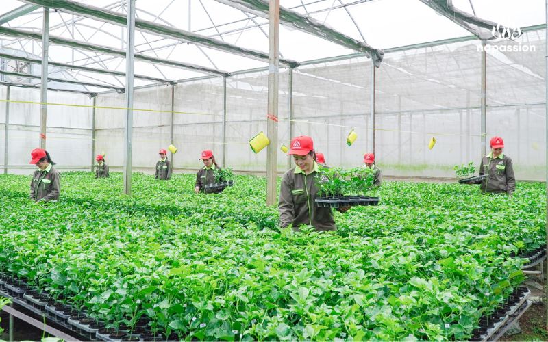 cây giống chanh leo được kỹ thuật viên nafoods chăm sóc đúng cách