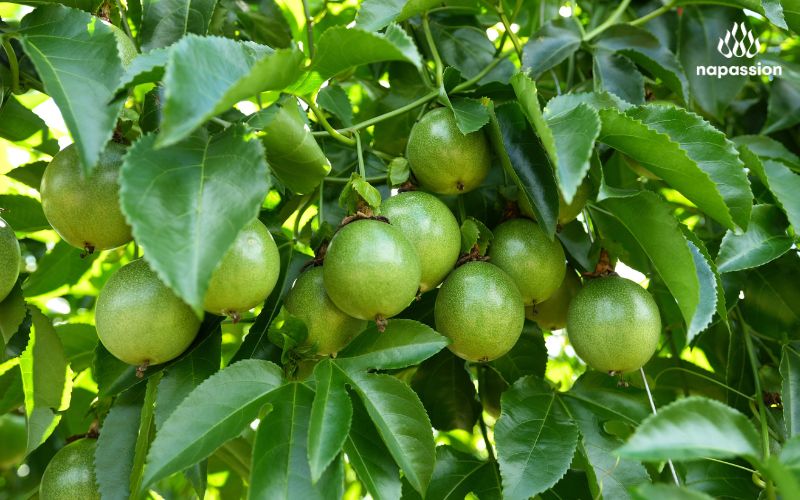 chanh leo quả tươi phát triển tốt