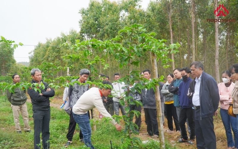 Đội ngũ chuyên gia Nafoods chia sẻ kiến thức thực tiễn trong việc canh tác cây chanh leo
