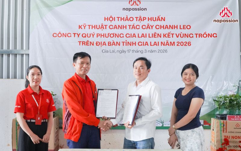 Hợp tác liên kết vùng trồng chanh leo Nafoods và công ty Quý Phương, Gia Lai